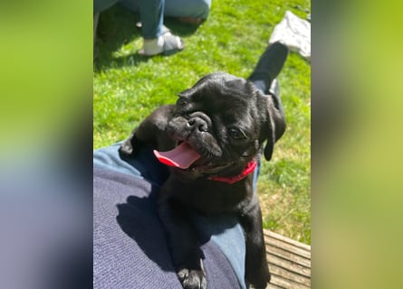 Mops Cosmo sucht ein neues Zuhause, kann in der der Nähe von Bad Nauheim/Hessen besucht werden Mops Cosmo sucht ein neues Zuhause, kann in der der Nähe von Bad Nauheim/Hessen besucht werden