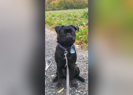 Mops Cosmo sucht ein neues Zuhause, kann in der der Nähe von Bad Nauheim/Hessen besucht werden Mops Cosmo sucht ein neues Zuhause, kann in der der Nähe von Bad Nauheim/Hessen besucht werden