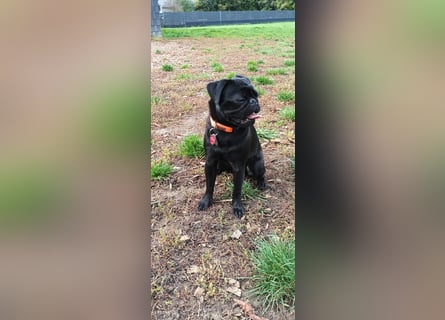 Mops Cosmo sucht ein neues Zuhause, kann in der der Nähe von Bad Nauheim/Hessen besucht werden Mops Cosmo sucht ein neues Zuhause, kann in der der Nähe von Bad Nauheim/Hessen besucht werden