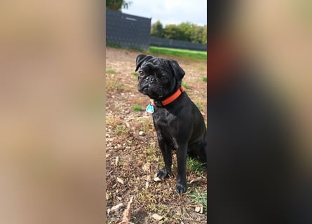 Mops Cosmo sucht ein neues Zuhause, kann in der der Nähe von Bad Nauheim/Hessen besucht werden Mops Cosmo sucht ein neues Zuhause, kann in der der Nähe von Bad Nauheim/Hessen besucht werden