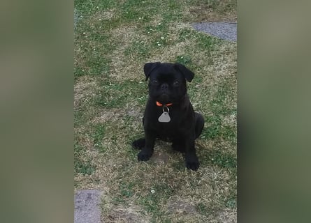Mops Cosmo sucht ein neues Zuhause, kann in der der Nähe von Bad Nauheim/Hessen besucht werden Mops Cosmo sucht ein neues Zuhause, kann in der der Nähe von Bad Nauheim/Hessen besucht werden