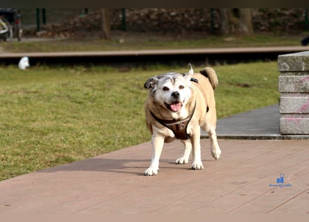 Senior-Mops-Mix Charly sucht sein Zuhause
