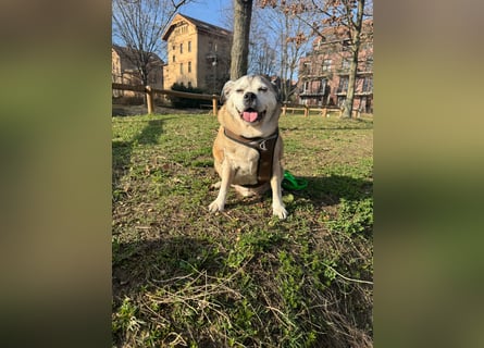 Charly sucht sein Zuhause – lieber, fitter Senioren-Mops-Mix