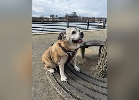 Charly sucht sein Zuhause – lieber, fitter Senioren-Mops-Mix