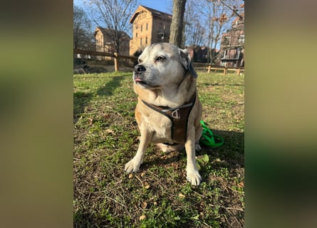 Senior-Mops-Mix Charly sucht sein Zuhause