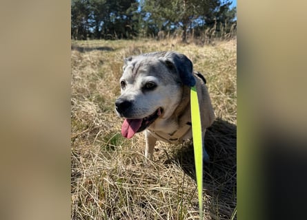 Charly sucht sein Zuhause – lieber, fitter Senioren-Mops-Mix