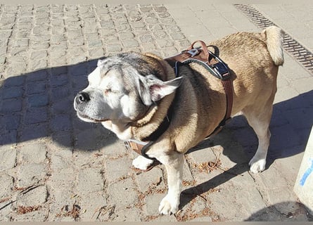Senior-Mops-Mix Charly sucht sein Zuhause