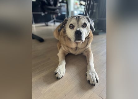 Senior-Mops-Mix Charly sucht sein Zuhause
