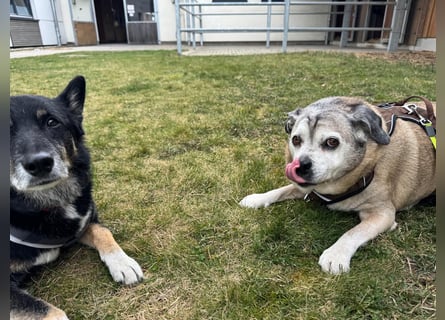 Senior-Mops-Mix Charly sucht sein Zuhause