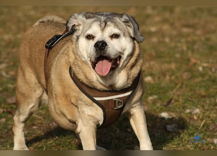 Senior-Mops-Mix Charly sucht sein Zuhause