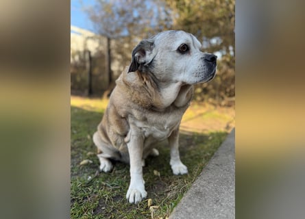 Charly sucht sein Zuhause – lieber, fitter Senioren-Mops-Mix