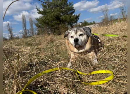 Charly sucht sein Zuhause – lieber, fitter Senioren-Mops-Mix