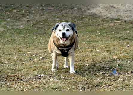 Senior-Mops-Mix Charly sucht sein Zuhause