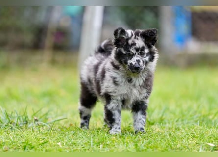 Mudi Welpen, Allrounder Familienhunde von Züchter, mit Ahnentafel