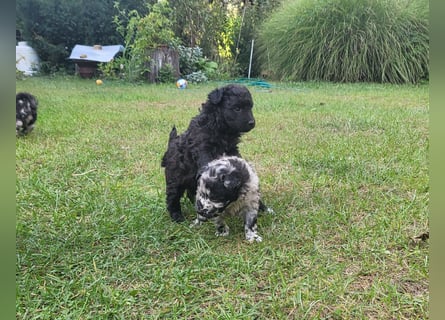 Mudi Welpen, Allrounder Familienhunde von Züchter, mit Ahnentafel