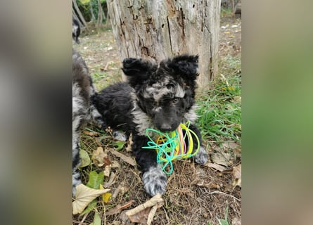 Mudi Welpen, Allrounder Familienhunde von Züchter, mit Ahnentafel