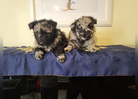 Mudi Welpen, Allrounder Familienhunde von Züchter, mit Ahnentafel
