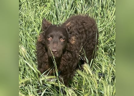 Neo ein besonderer Schatz