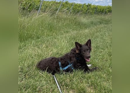 Neo ein besonderer Schatz