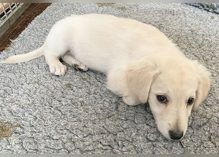 5 kleine Zwerge auf der Suche - 9 Wochen, spät. 40/45cm - Mischlinge
