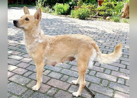 5 kleine Zwerge auf der Suche - 9 Wochen, spät. 40/45cm - Mischlinge