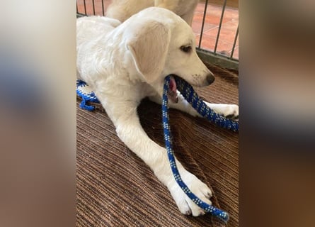 kleiner Zwerg LUCKY auf der Suche - 12 Wochen, spät. 40/45cm - Mischlinge
