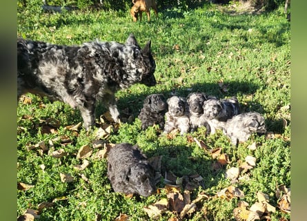 Mudi Welpen, Allrounder Familienhunde von Züchter, mit Ahnentafel