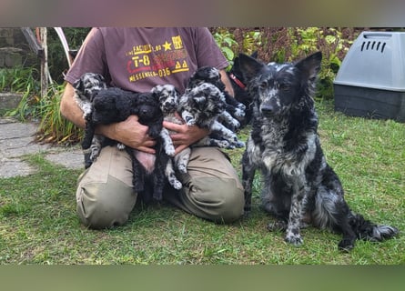 Mudi Welpen, Allrounder Familienhunde von Züchter, mit Ahnentafel
