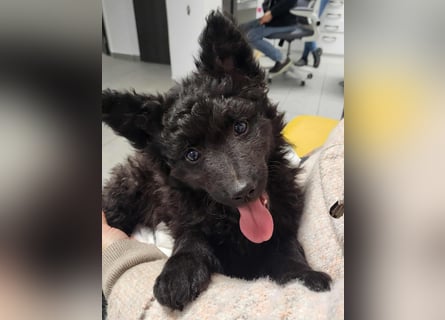 Mudi Welpen, Allrounder Familienhunde von Züchter, mit Ahnentafel