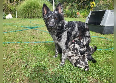 Mudi Welpen, Allrounder Familienhunde von Züchter, mit Ahnentafel