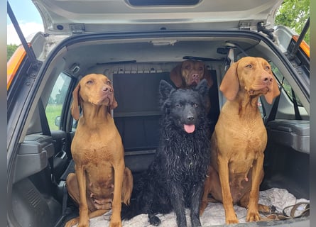 Mudi Welpen, Allrounder Familienhunde von Züchter, mit Ahnentafel