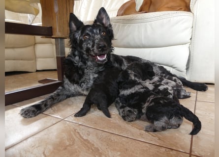 Mudi Welpen, Allrounder Familienhunde von Züchter, mit Ahnentafel