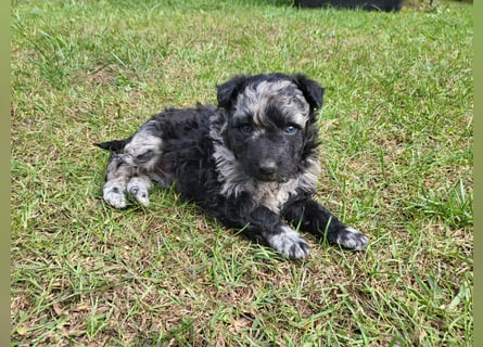 Mudi Welpen, Allrounder Familienhunde von Züchter, mit Ahnentafel