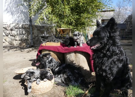 Mudi Welpen, Allrounder Familienhunde von Züchter, mit Ahnentafel