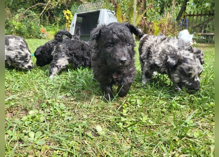 Mudi Welpen, Allrounder Familienhunde von Züchter, mit Ahnentafel