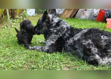Mudi Welpen, Allrounder Familienhunde von Züchter, mit Ahnentafel