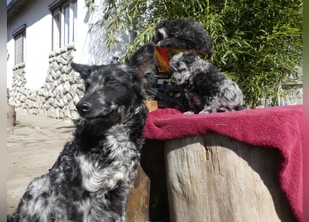 Mudi Welpen, Allrounder Familienhunde von Züchter, mit Ahnentafel