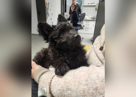 Mudi Welpen, Allrounder Familienhunde von Züchter, mit Ahnentafel