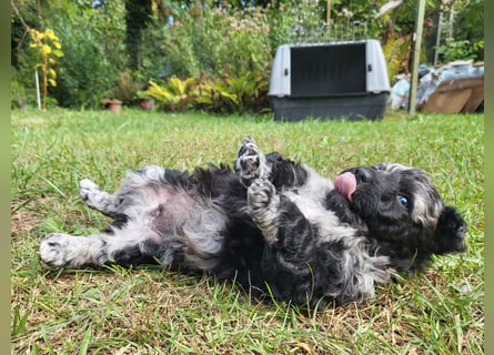 Mudi Welpen, Allrounder Familienhunde von Züchter, mit Ahnentafel