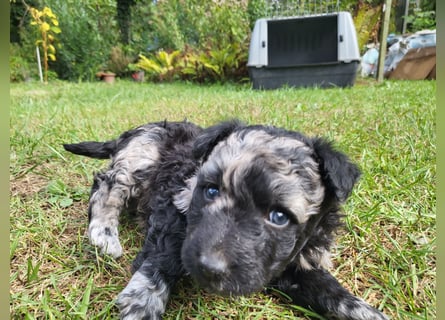 Mudi Welpen, Allrounder Familienhunde von Züchter, mit Ahnentafel
