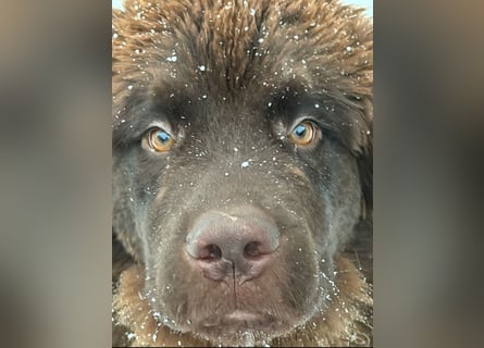 Wundervoller Neufundländer-Rüde Josef (1 Jahr) sucht ein liebevolles Zuhause !