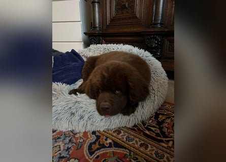Wundervoller Neufundländer-Rüde Josef (1 Jahr) sucht ein liebevolles Zuhause !