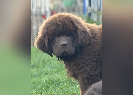 Wundervoller Neufundländer-Rüde Josef (1 Jahr) sucht ein liebevolles Zuhause !
