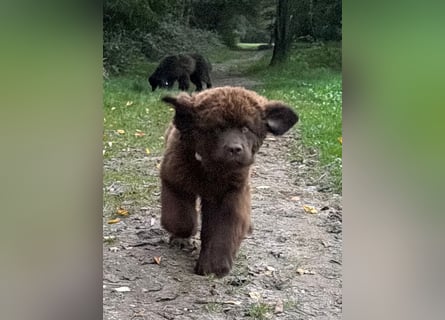 Wundervoller Neufundländer-Rüde Josef (1 Jahr) sucht ein liebevolles Zuhause !