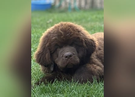 Wundervoller Neufundländer-Rüde Josef (1 Jahr) sucht ein liebevolles Zuhause !