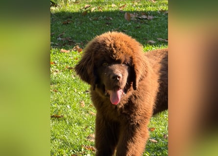 Wundervoller Neufundländer-Rüde Josef (1 Jahr) sucht ein liebevolles Zuhause !
