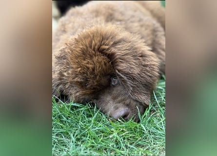 Wundervoller Neufundländer-Rüde Josef (1 Jahr) sucht ein liebevolles Zuhause !
