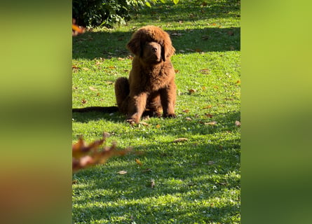 Wundervoller Neufundländer-Rüde Josef (1 Jahr) sucht ein liebevolles Zuhause !