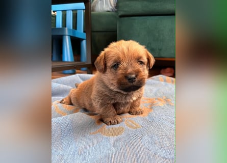 Norfolk Terrier Welpen aus der Zucht VILMHOF FCI