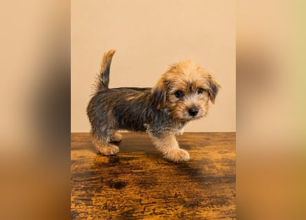 Norfolk Terrier Welpen aus der Zucht VILMHOF FCI